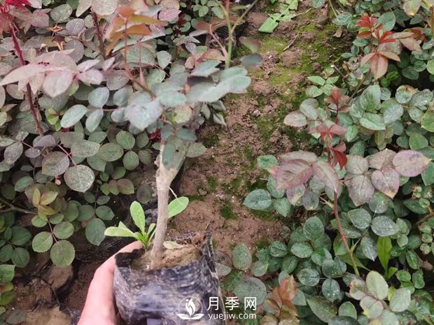 绯扇月季苗，杯苗，小苗，盆花产地批发(图4)
