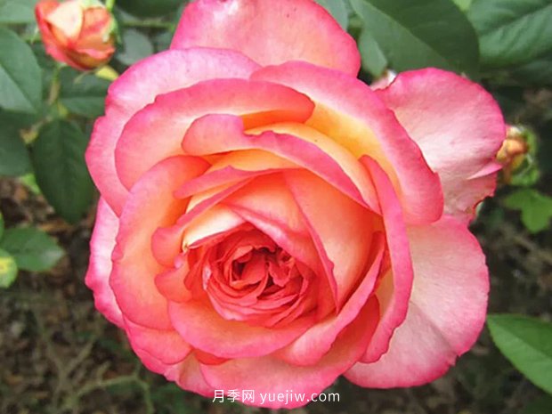 彩云花间人心醉，一起认识彩云月季(图1)