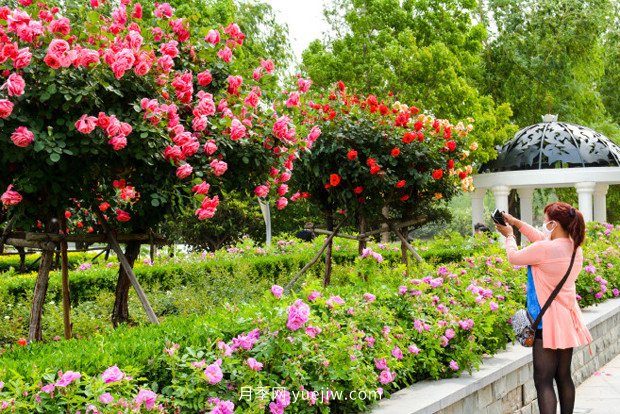 园林绿化中苗木种植施工与养护技术(图1)