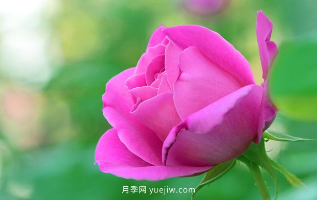 3月天气变暖，美丽的月季也有了花苞(图1)