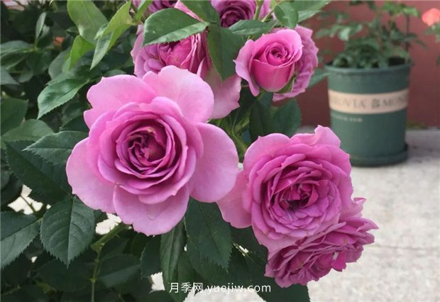 精通施肥，就掌握了盆栽月季开花不断的诀窍(图1)