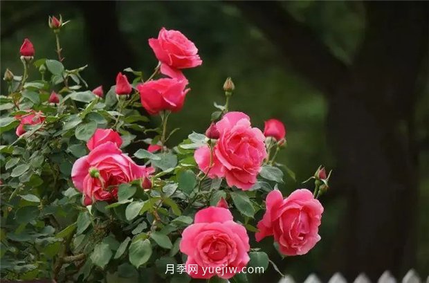 精通施肥，就掌握了盆栽月季开花不断的诀窍(图2)