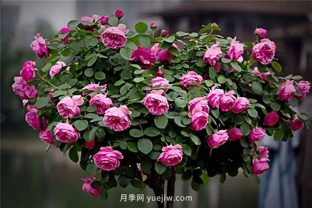 精通施肥，就掌握了盆栽月季开花不断的诀窍(图3)