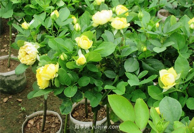 分享春季月季花的爆盆技巧(图1)
