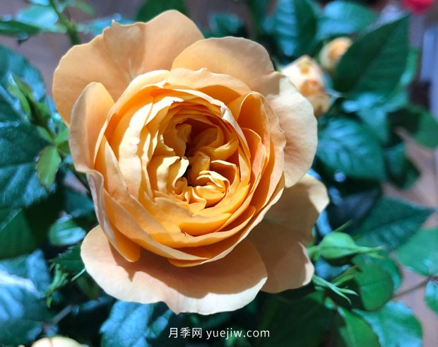 10个勤花抗病的优秀月季品种推荐(图9)