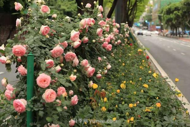 成都高颜值月季花开正艳，50多个品种美爆街头(图2)