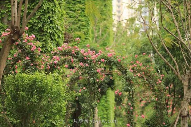 成都高颜值月季花开正艳，50多个品种美爆街头(图3)