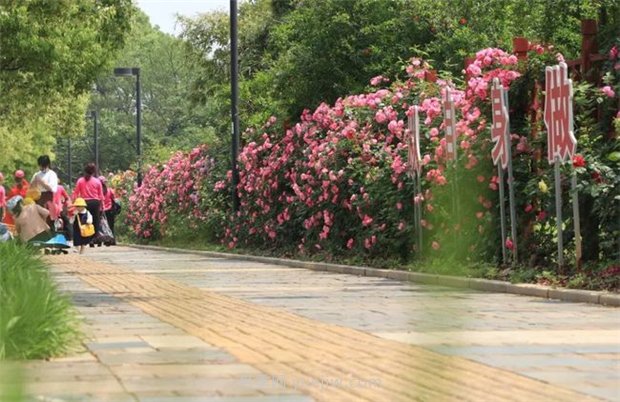 江西南昌：市花归来锦绣春 洪城新貌月季香(图5)