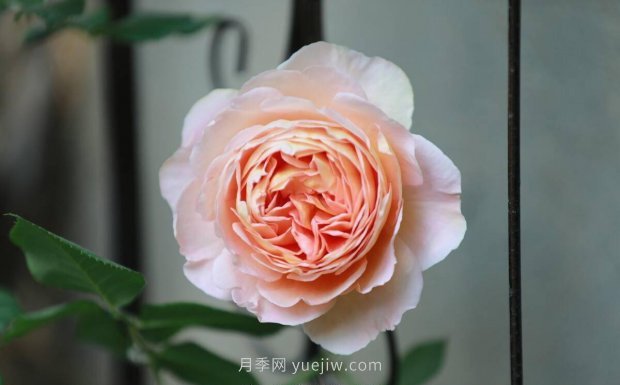 推荐4个适合新花友种植的藤本月季品种，长势强劲开花量大(图2)