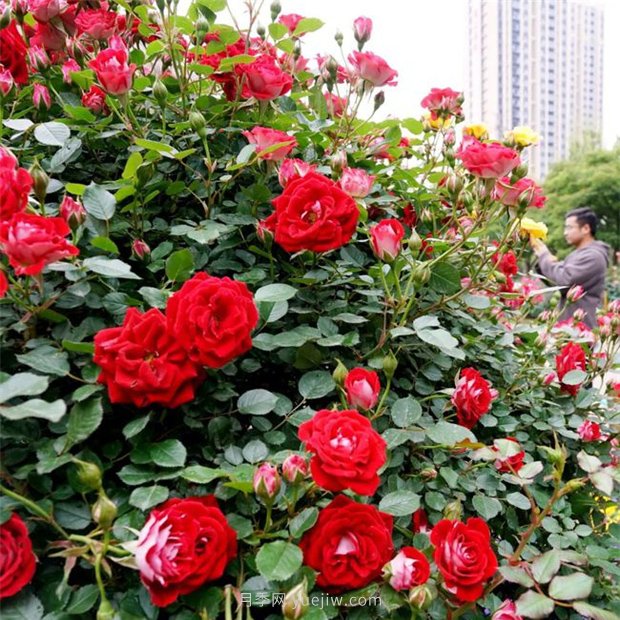 郑州30余万株月季争相开放，带你走进这片月季世界(图1)