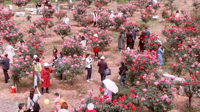 广水月季印人红 吸引游客来打卡(图1)