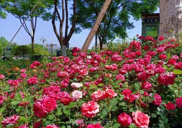 昆明盘龙区：八千月季展笑颜，五彩斑斓迎“五一”(图1)