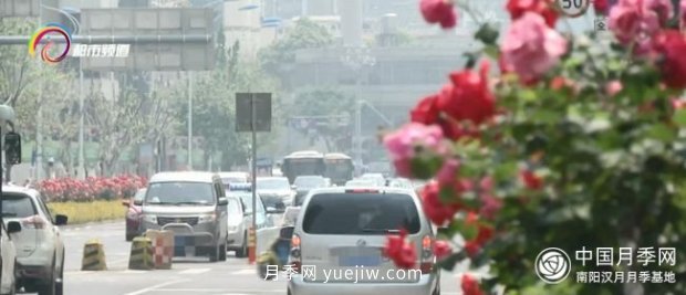 树状月季盛放 昆明人都在走“花路”(图3)