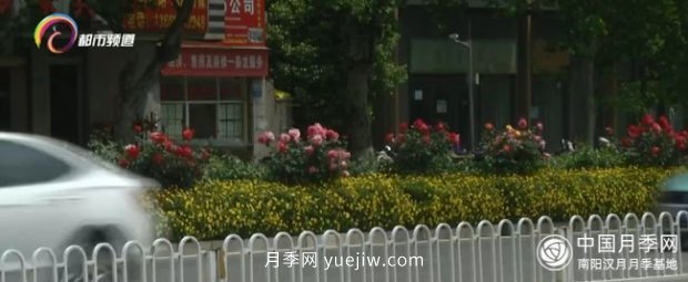 树状月季盛放 昆明人都在走“花路”(图2)