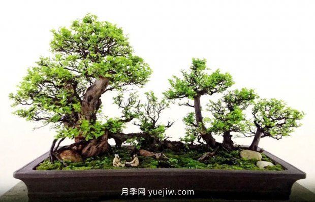 最全花木盆景分类,轻松掌握各种花木适合如何造型(图2) 最全花木盆景分类,轻松掌握各种花木适合如何造型(图2)