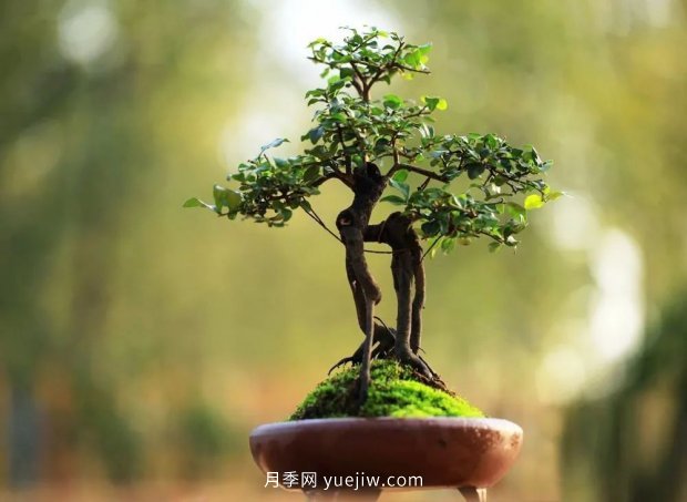 最全花木盆景分类,轻松掌握各种花木适合如何造型(图4) 最全花木盆景分类,轻松掌握各种花木适合如何造型(图4)