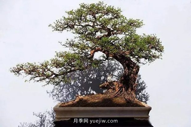 最全花木盆景分类,轻松掌握各种花木适合如何造型(图3) 最全花木盆景分类,轻松掌握各种花木适合如何造型(图3)