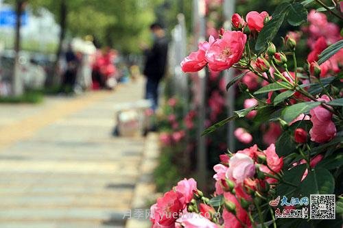 江西南昌350万株月季盛开，美爆洪城街头(图1)