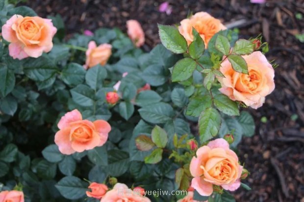 成都植物园也有月季园了，超美盛花期来啦(图10)