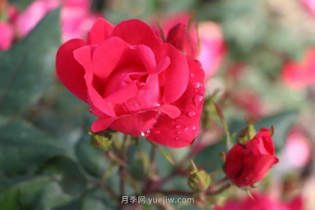 成都植物园也有月季园了，超美盛花期来啦(图9)