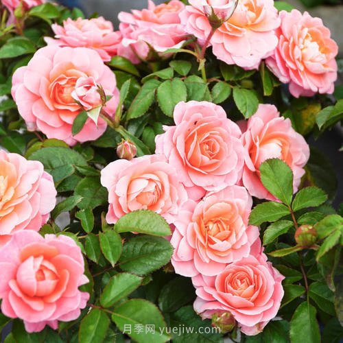 推荐4种微型月季，专为阳台而生，值得拥有(图4)