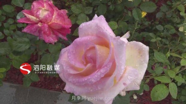 第十一届中国月季展览会：走进淮安展园(图4)