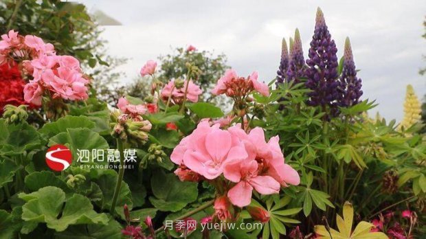 第十一届中国月季展览会：走进常州展园(图2)