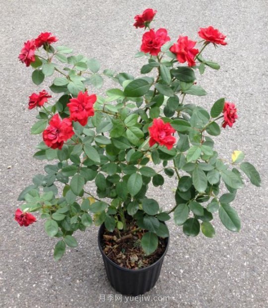 盆栽月季合适的花盆容器大概多大(图1)