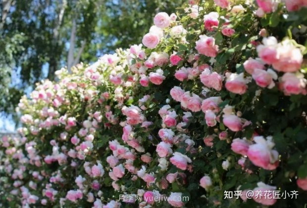 推荐4款月季品种，轻松打造小型月季花墙(图4)