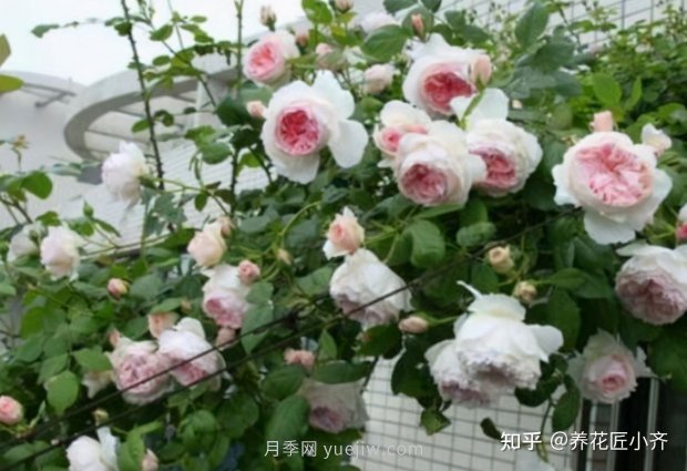 推荐4款月季品种，轻松打造小型月季花墙(图3)