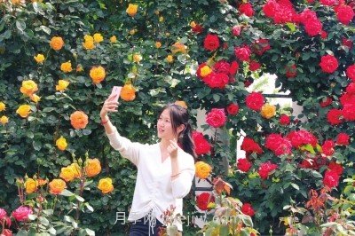 打造市花月季花海！郑州要用三年时间建设月季花城(图2)