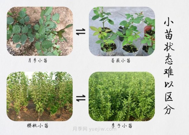 重拳出击！江苏沭阳“打假”扣押苗木10万余株(图6)