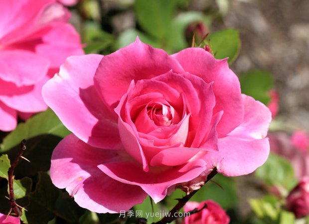 月季花开 五一在宛 乐游南阳(图1)