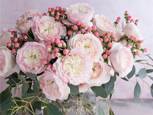 奥斯汀月季：经典浪漫永流传(图集)(图5)