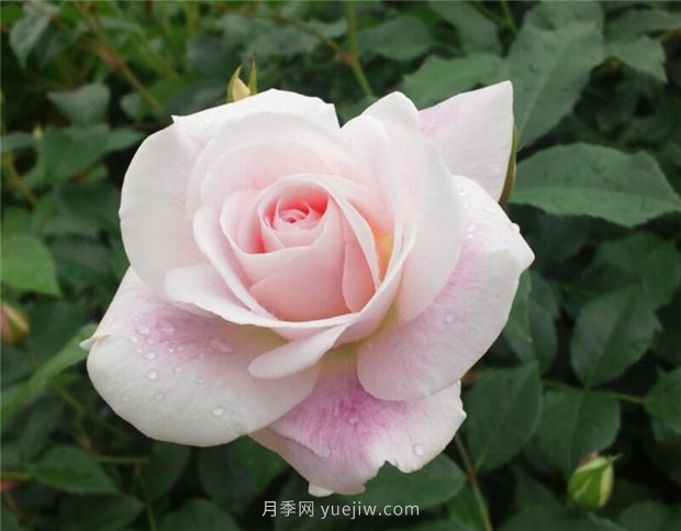 腮红冰山月季的优缺点是什么？(图1)