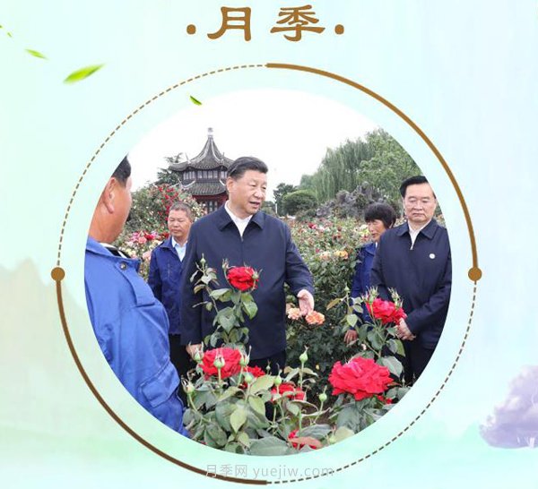 “小康菜谱”上新了！“最强带货员”这次cue到南阳月季(图1)