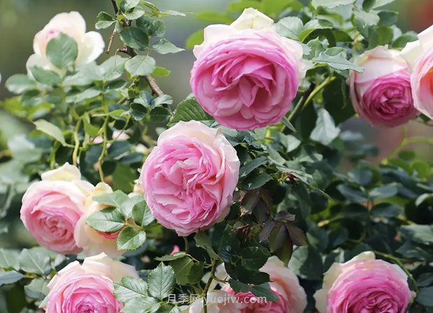 你的第一款入坑月季，一定有粉色龙沙宝石月季(图1)