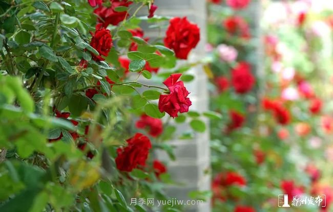 月季花开满城，最美郑州五月天（图册）(图10)