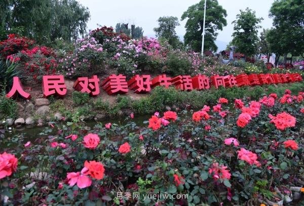 南阳月季：总书记向我询问月季花球新品种(图1)