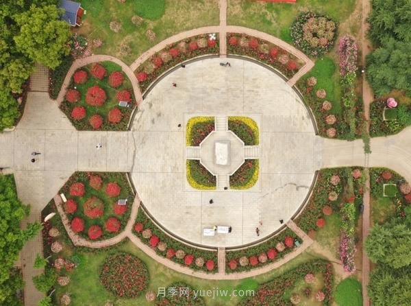 南阳月季：总书记向我询问月季花球新品种(图2)