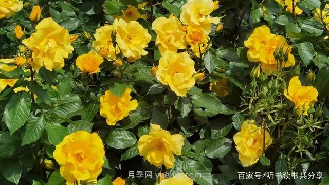 没有最美只有更美的北京月季(图2)