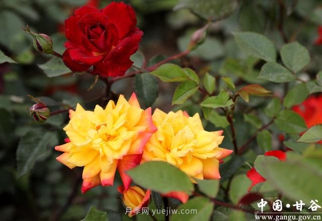 中国月季城市：甘肃甘谷 月季花开(图3)