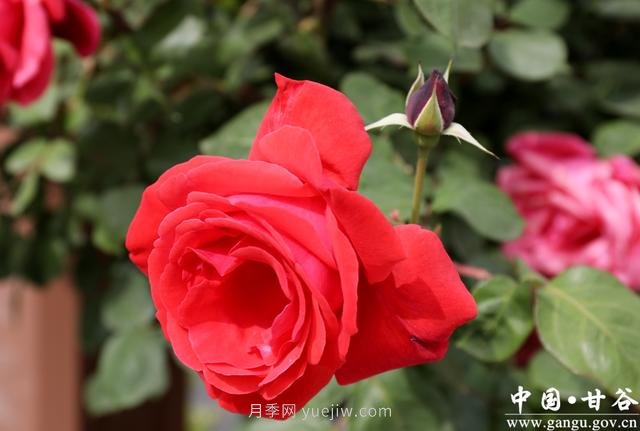 中国月季城市：甘肃甘谷 月季花开(图2)