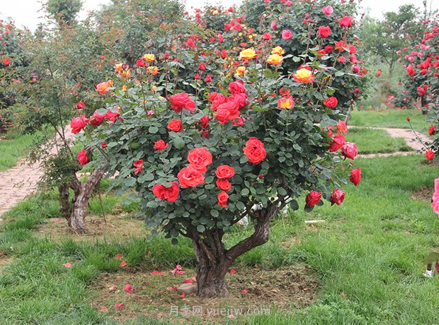 水分是树状月季生长的重要条件！浇水方法(图1)