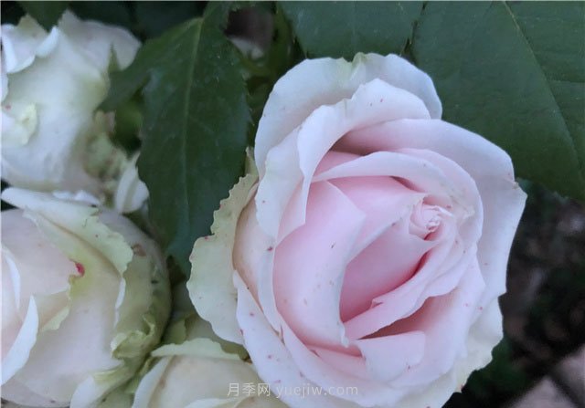 5月最后2天，月季春花将要谢幕了(图2)