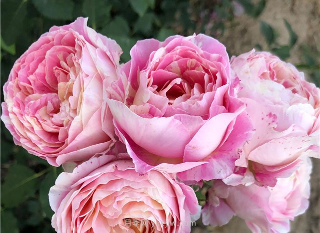 5月最后2天，月季春花将要谢幕了(图3)