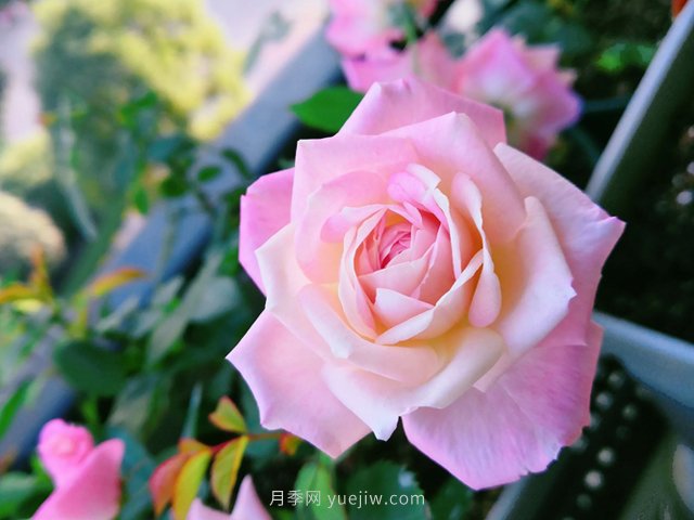 藤本月季品种推荐和日常养护(图4)