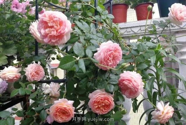 推荐6个浓香月季品种，抗病好养，香水月季就选她(图1)