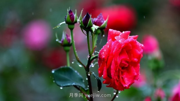 月季苗哪里买？买哪种规格的苗？买什么品种的苗？(图4)