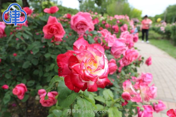 稀有月季品种竞相绽放 天津经开区成月季花城(图4)